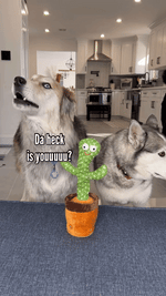 Charger l'image dans la galerie, CactusDansant™ – Cactus parlant et dansant amusant
